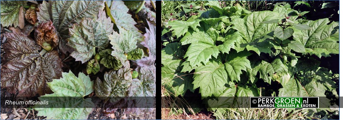 Rheum officinalis